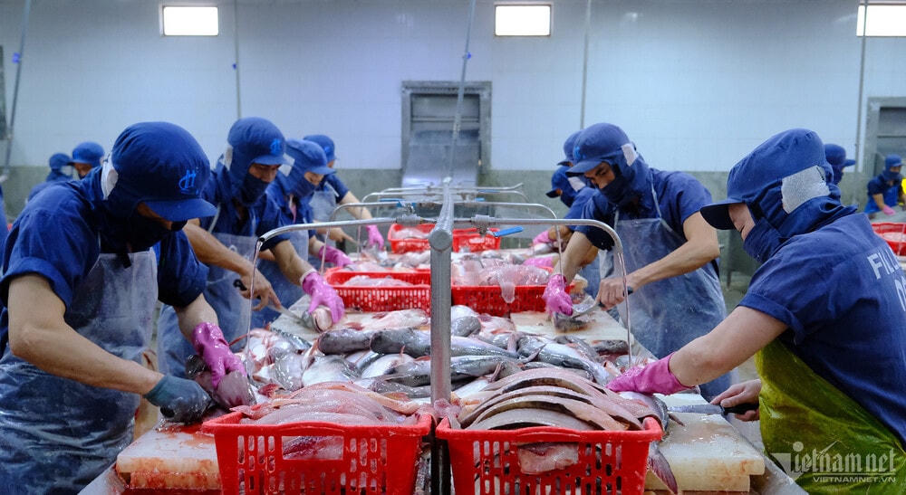 Xuất khẩu tôm, cá tăng tốc đón ‘mùa vàng’ tỷ USD