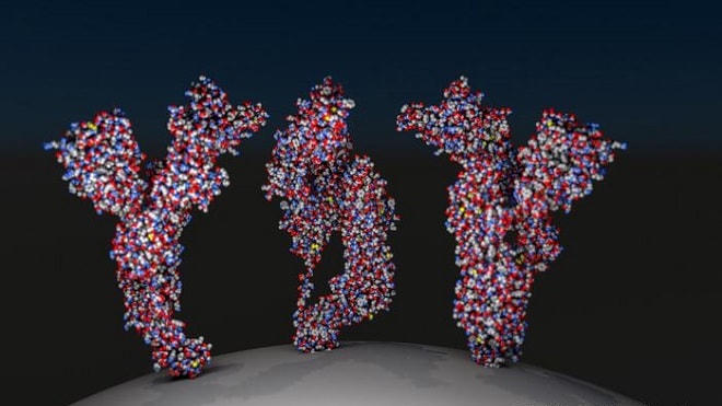 Cần bao nhiêu kháng thể để miễn dịch với coronavirus?