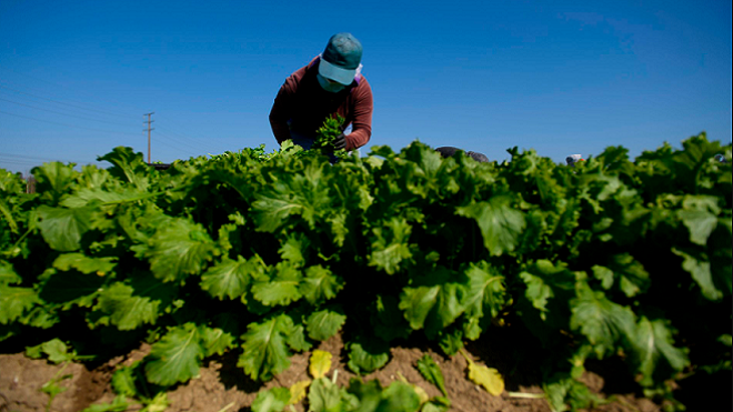 Các bước cần thực hiện khi mua trang trại