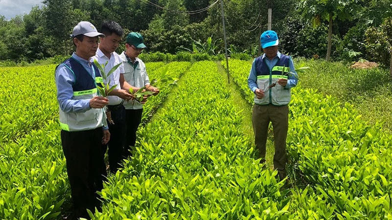 Tiềm năng kinh doanh tín chỉ carbon rừng