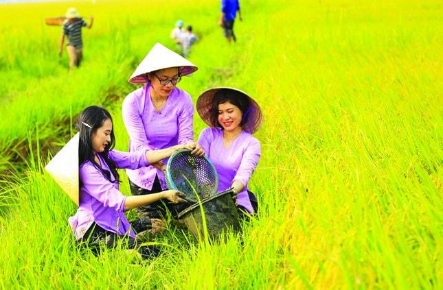 Chuyện o Lệ xuất gạo sang trời Âu