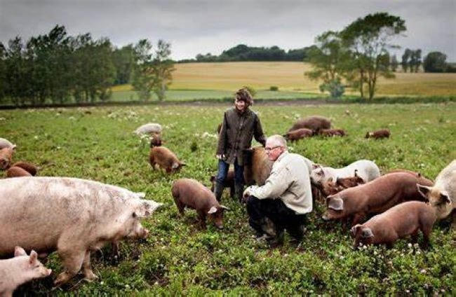 Tăng cường hợp tác phát triển ngành thực phẩm và nông nghiệp cùng Đan Mạch
