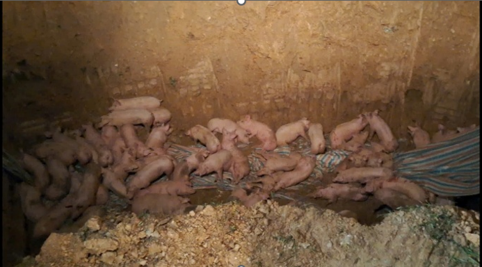 192 con lợn thương phẩm với tổng trọng lượng khoảng 17,2 tấn.