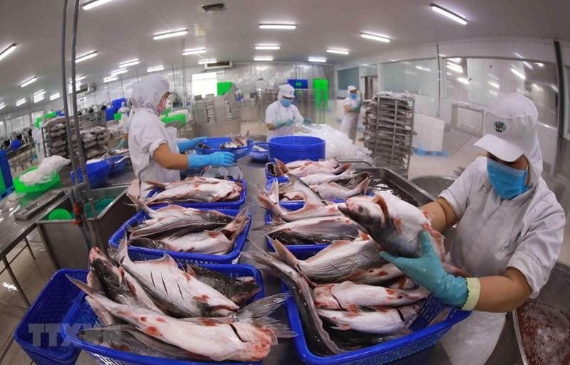 Xuất khẩu cá tra "giữ phong độ" phục hồi tốt