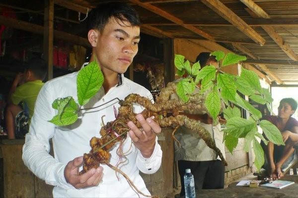 Quảng Nam đưa sâm Ngọc Linh thành ngành kinh tế mũi nhọn