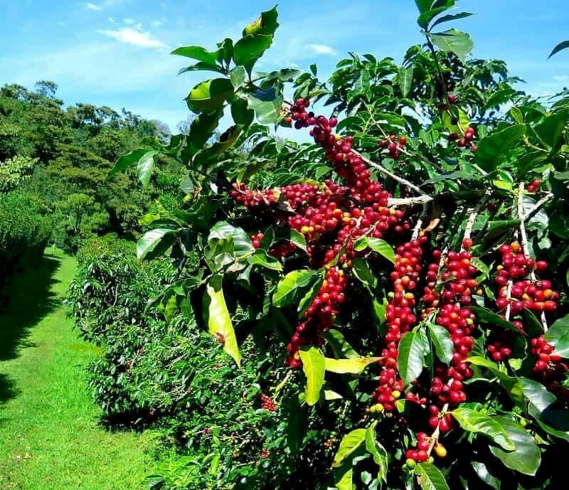 5-hinh-anh-cay-ca-phe-chin-inkythuatso-28-10-06-10.jpg