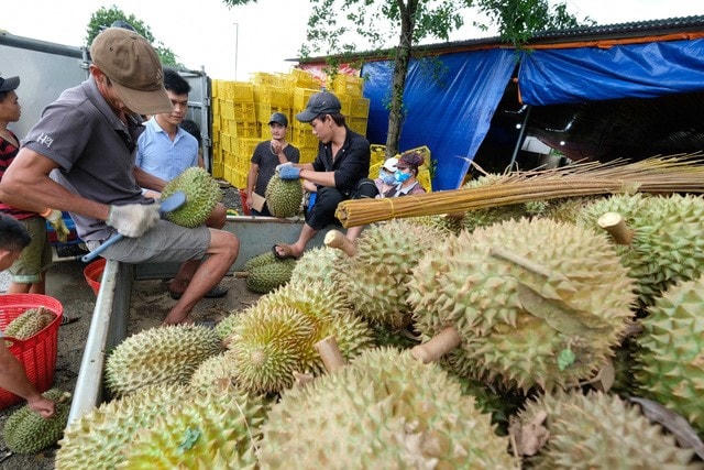 Xuất khẩu rau quả của Việt Nam đạt kỷ lục chưa từng có