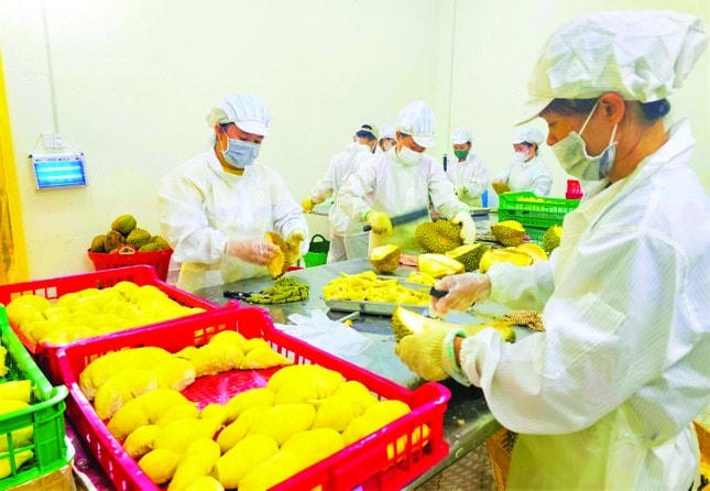 Khi sầu riêng gia nhập trái cây 'tỷ đô'