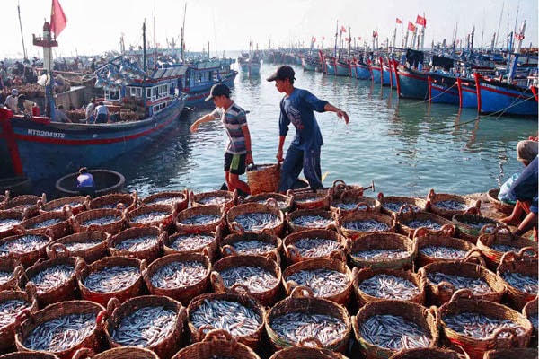  Xử phạt lên đến 100 triệu đồng nếu khai thác thuỷ sản không có giấy phép