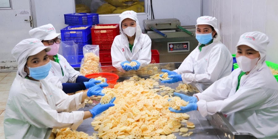 Lần đầu tiên củ sen được xuất sang thị trường Nhật Bản mở ra nhiều cơ hội phát triển kinh tế mới