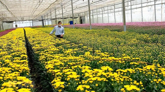 100 triệu cành hoa ở Lâm Đồng chờ giải cứu