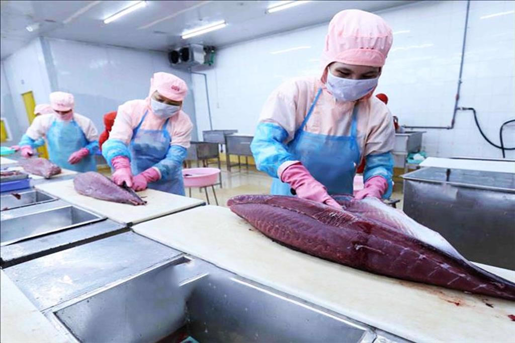 Xuất khẩu cá ngừ Việt Nam đứng thứ 2 trên thị trường Hoa Kỳ