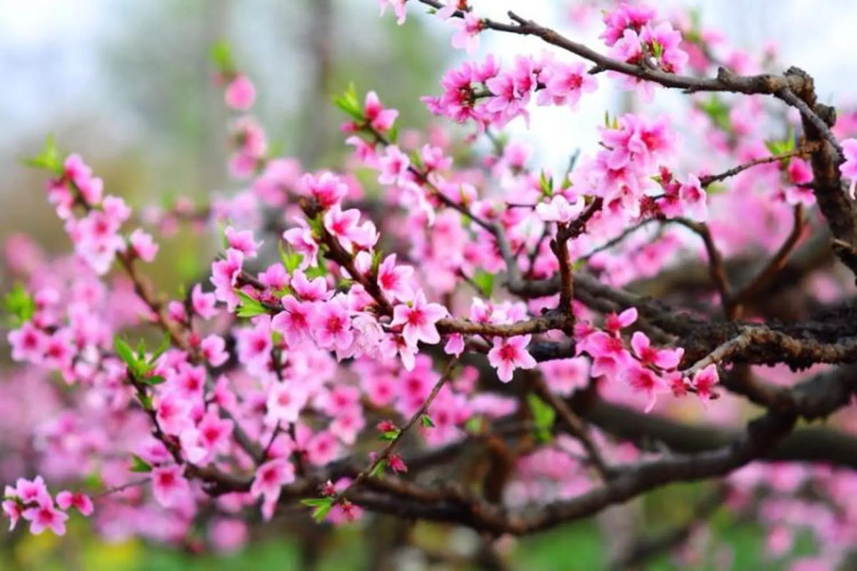 Tết Nguyên đán Bính Ngọ 2026 nhiều khả năng sẽ lạnh hơn so với các năm trước. Ảnh minh họa&nbsp;