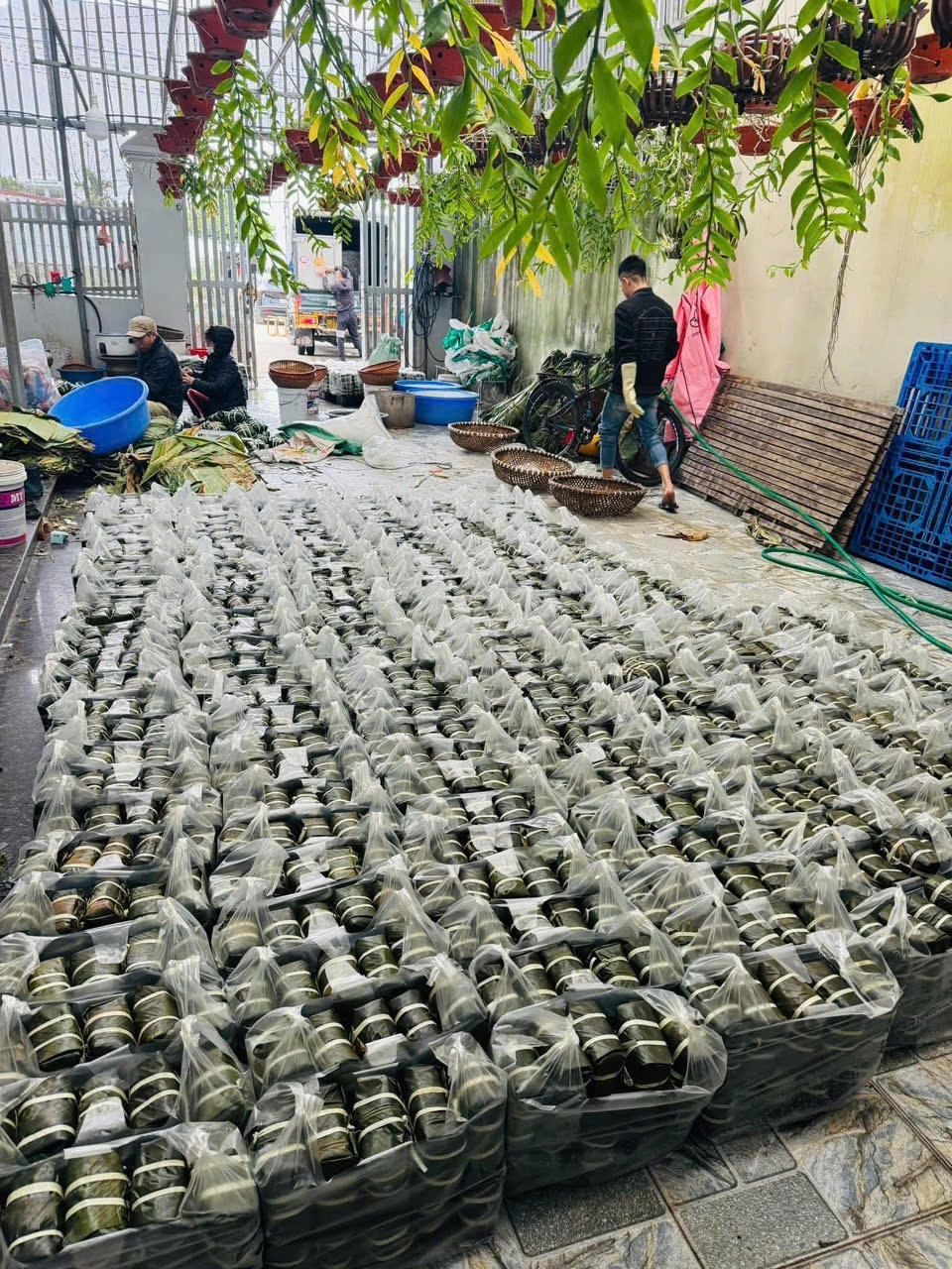 Lá dong - nguyên liệu không thể thiếu để gói bánh chưng.