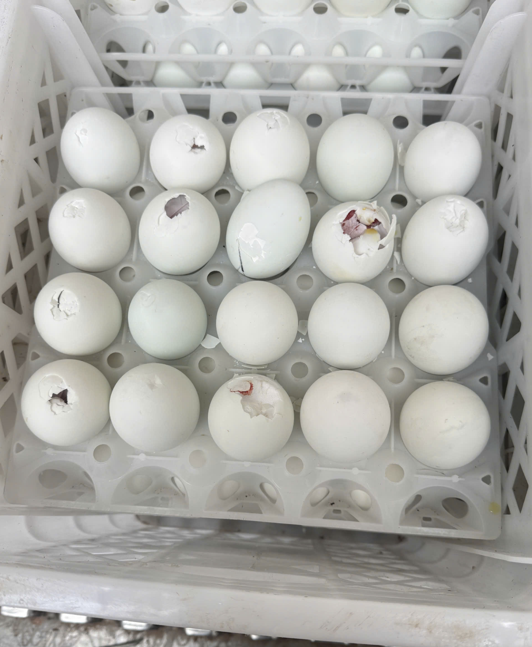 Số trứng&nbsp;giả&nbsp;không ghi nhãn hàng hóa, không thể hiện thông tin về nguồn gốc, xuất xứ theo quy định.