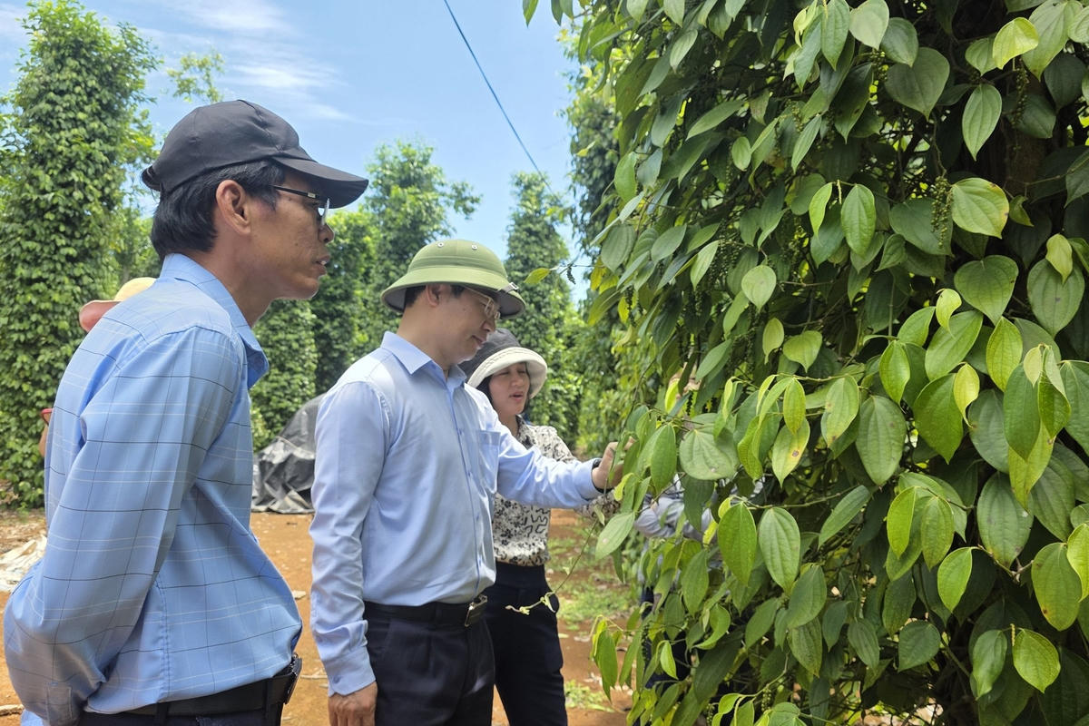 Cán bộ Quảng Trị kiểm tra những mô hình khuyến nông.
