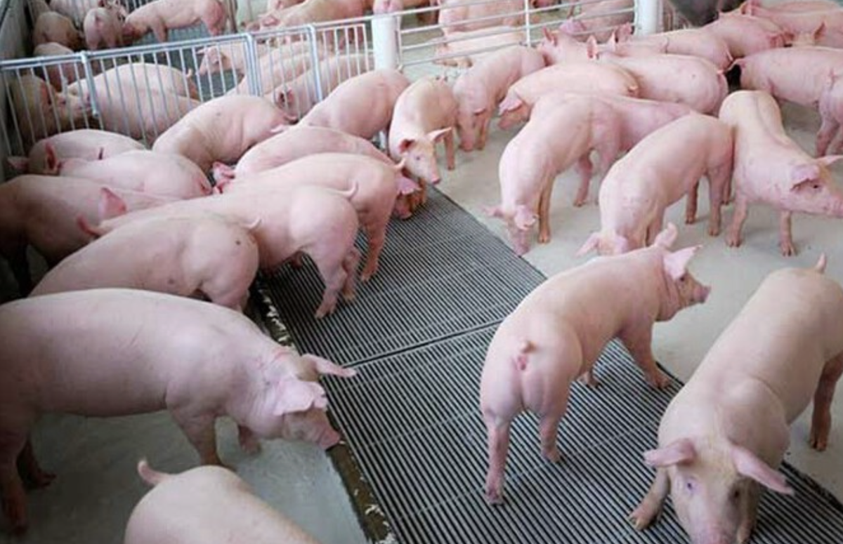 Thị trường heo hơi vẫn đang trong trạng thái điều chỉnh cục bộ, với mặt bằng giá có sự phân hóa khá rõ giữa các vùng.