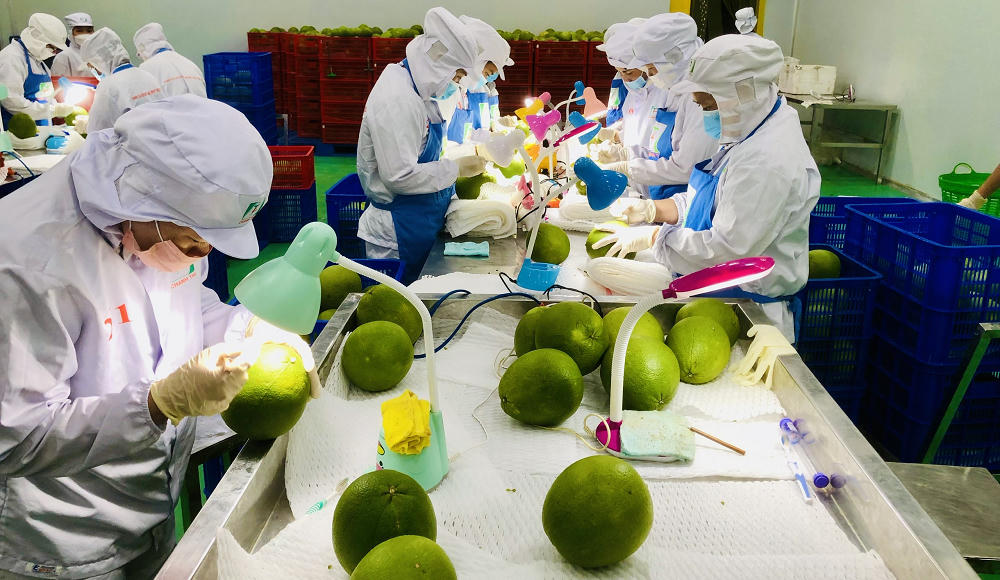 Trong bức tranh xuất khẩu quý I/2026 chính là rau quả, với tổng giá trị đạt 1,54 tỷ USD, tăng tới 32,1%. (Ảnh minh họa).