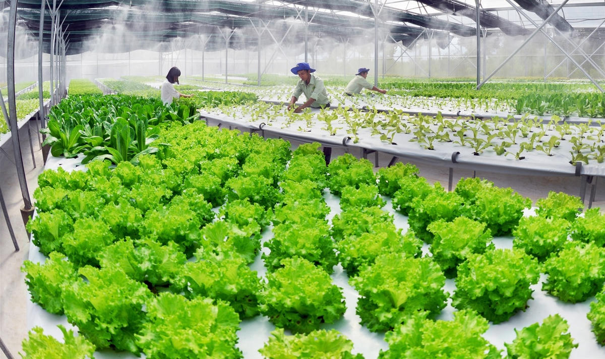 Chính phủ ban hành Chương trình hành động về nông nghiệp, nông dân, nông thôn đến năm 2030 (Ảnh minh họa).