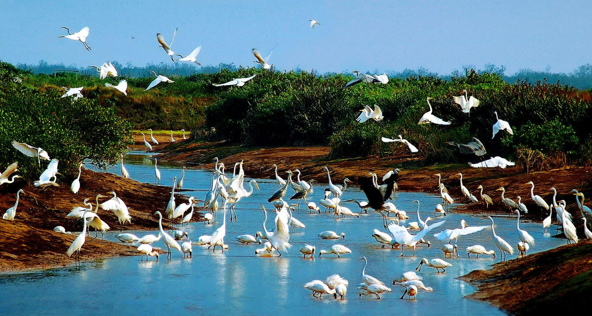 Hệ sinh thái rừng ngập mặn phong phú, đa dạng sinh học cao và là nơi cư trú của nhiều loài chim nước quý hiếm.