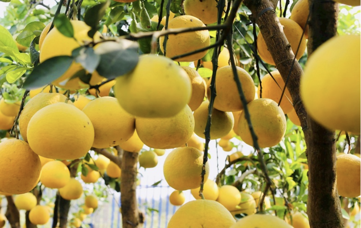 Trái bưởi Việt Nam chính thức được mở cửa vào thị trường Australia. (Ảnh minh họa).