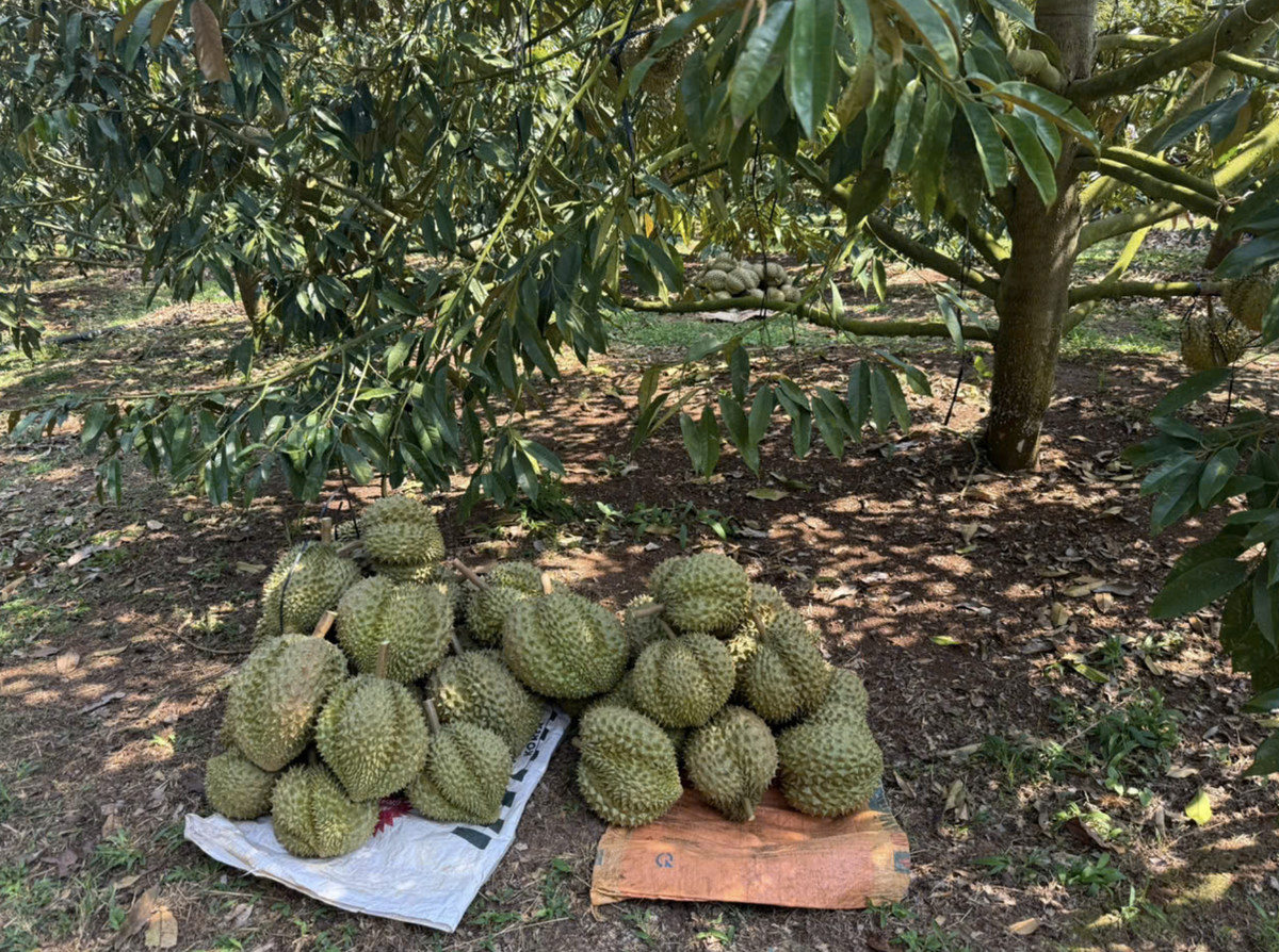 Sầu riêng xuất khẩu lần đầu thông quan “Luồng xanh” qua cửa khẩu Hữu Nghị. (Ảnh minh họa). Ảnh: Báo Chính phủ.