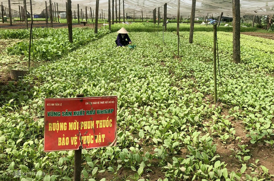 Thuốc bảo vệ thực vật là một trong những thành tố quan trọng trong sản xuất nông nghiệp (Ảnh minh họa).