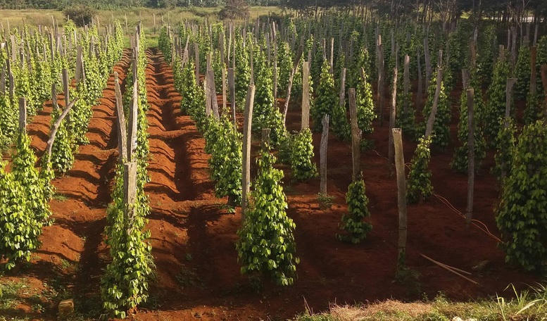 Nhiều sản phẩm nông sản Việt đang hướng đến các mục tiêu phát triển bền vững. Ảnh: VGP/Đỗ Hương.