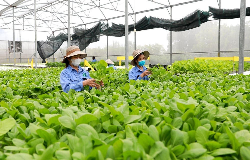 Bộ Tài chính đề xuất sửa quy định hỗ trợ hợp tác xã theo hướng đơn giản hóa. (Ảnh minh họa).