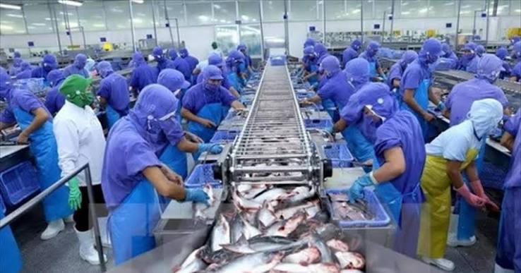 Thị trường xuất khẩu phục hồi, doanh thu của Công ty Cổ phần Vĩnh Hoàn tăng 44% trong tháng 5. Ảnh minh họa