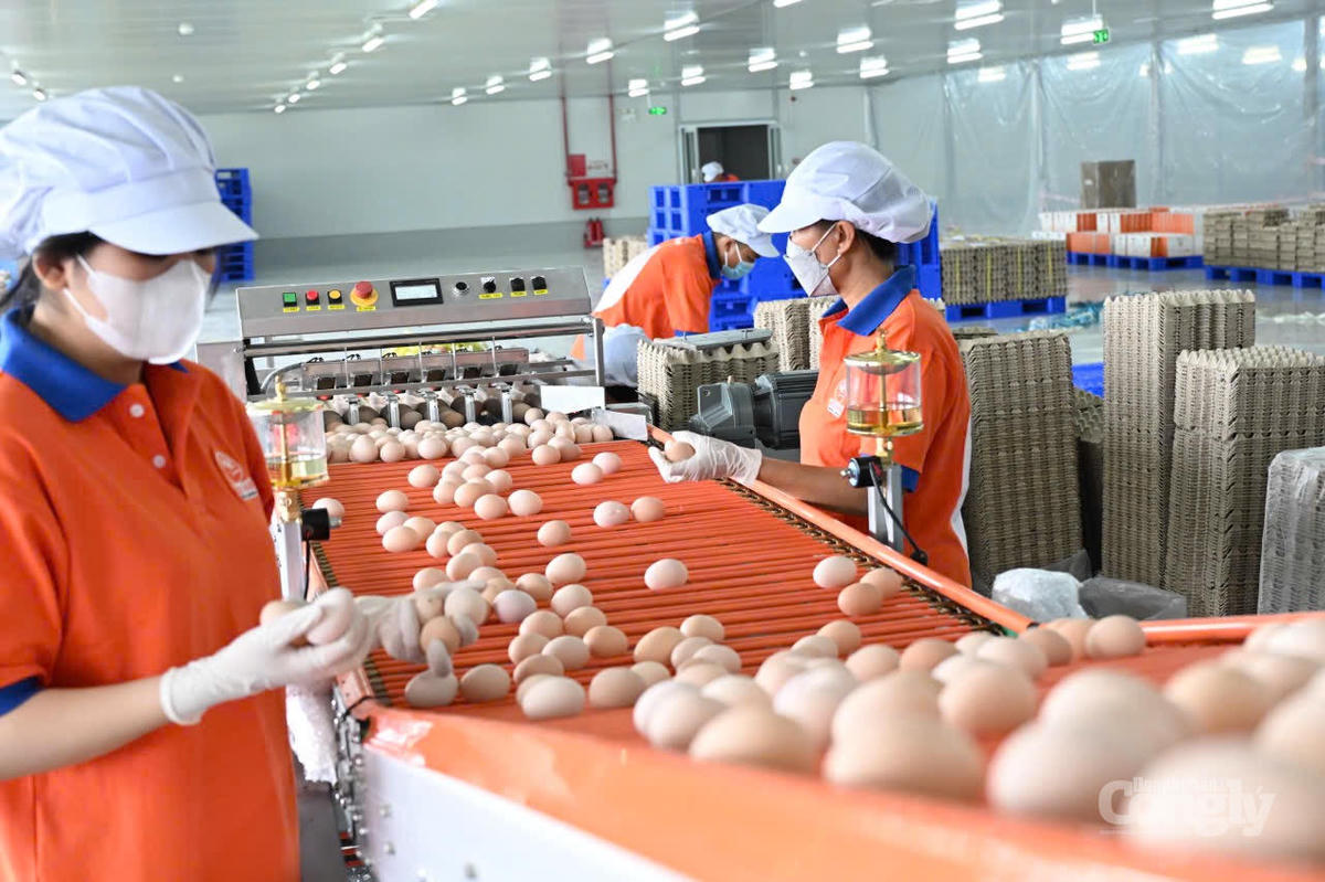 Trứng của Mebi Farm trải qua nhiều khâu xử lý để đảm bảo chất lượng tốt nhất đến khách hàng 