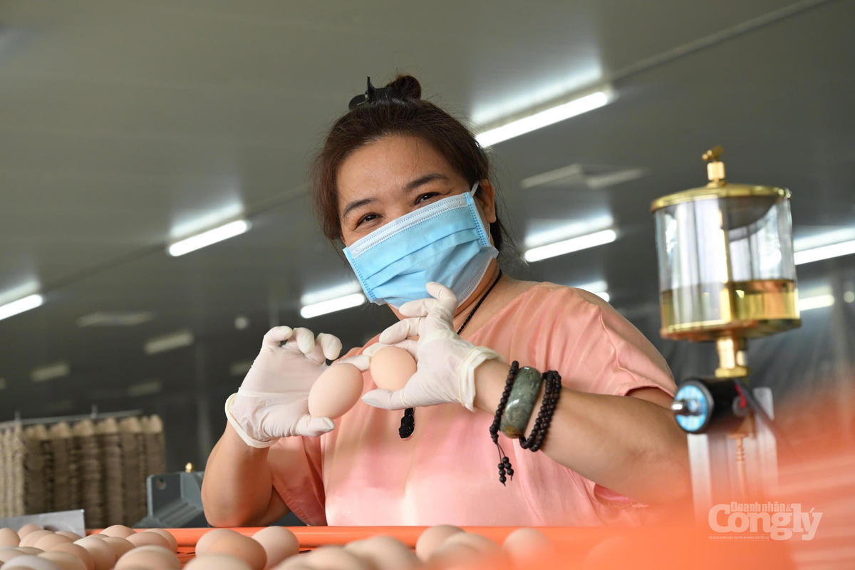 Theo bà Thúy Ái sản phẩm trứng sạch, có chứng nhận phát thải thấp sẽ có giá trị cạnh tranh cao hơn rất nhiều và dễ dàng tiếp cận các thị trường khó tính.