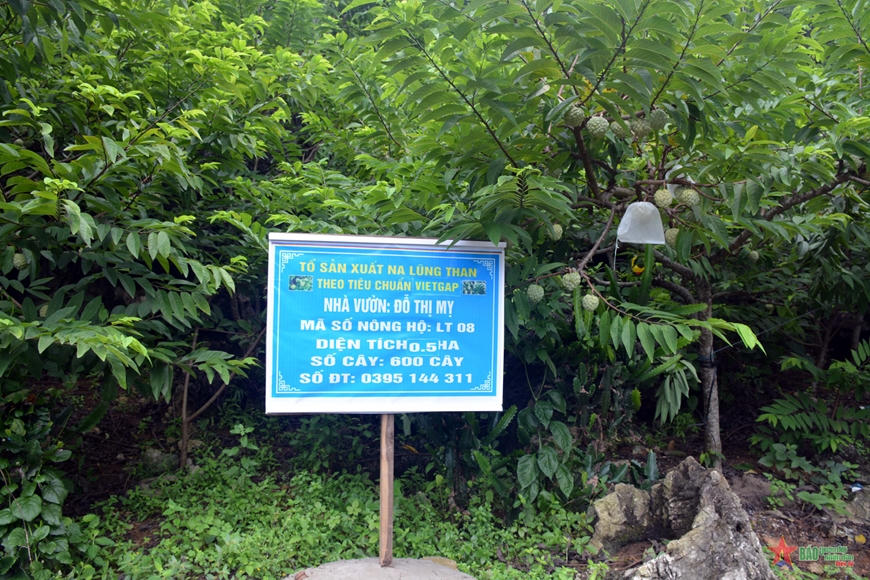 Một vườn na ở Chi Lăng, Lạng Sơn được cấp mã số vùng trồng. Ảnh minh họa: Quân đội Nhân dân