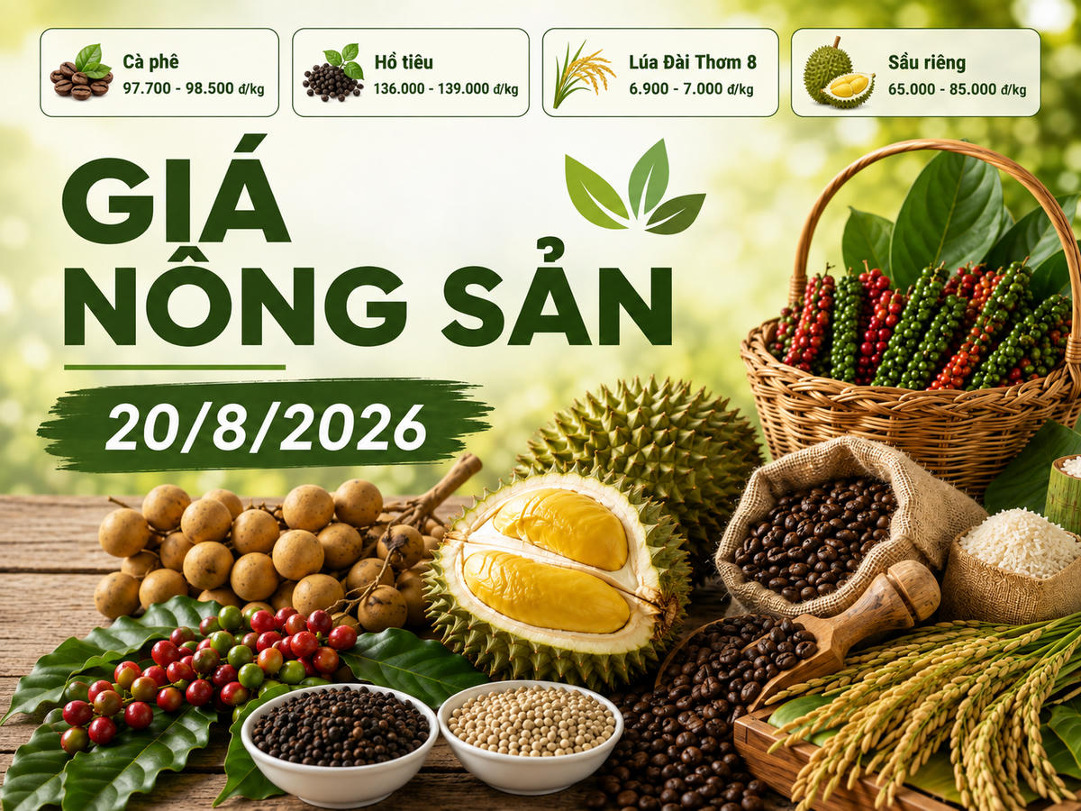 Giá nông sản hôm nay 20/8: Cà phê lên 98.500 đồng/kg, sầu riêng chênh tới 20.000 đồng/kg. Ảnh minh họa được tạo với sự hỗ trợ của AI.