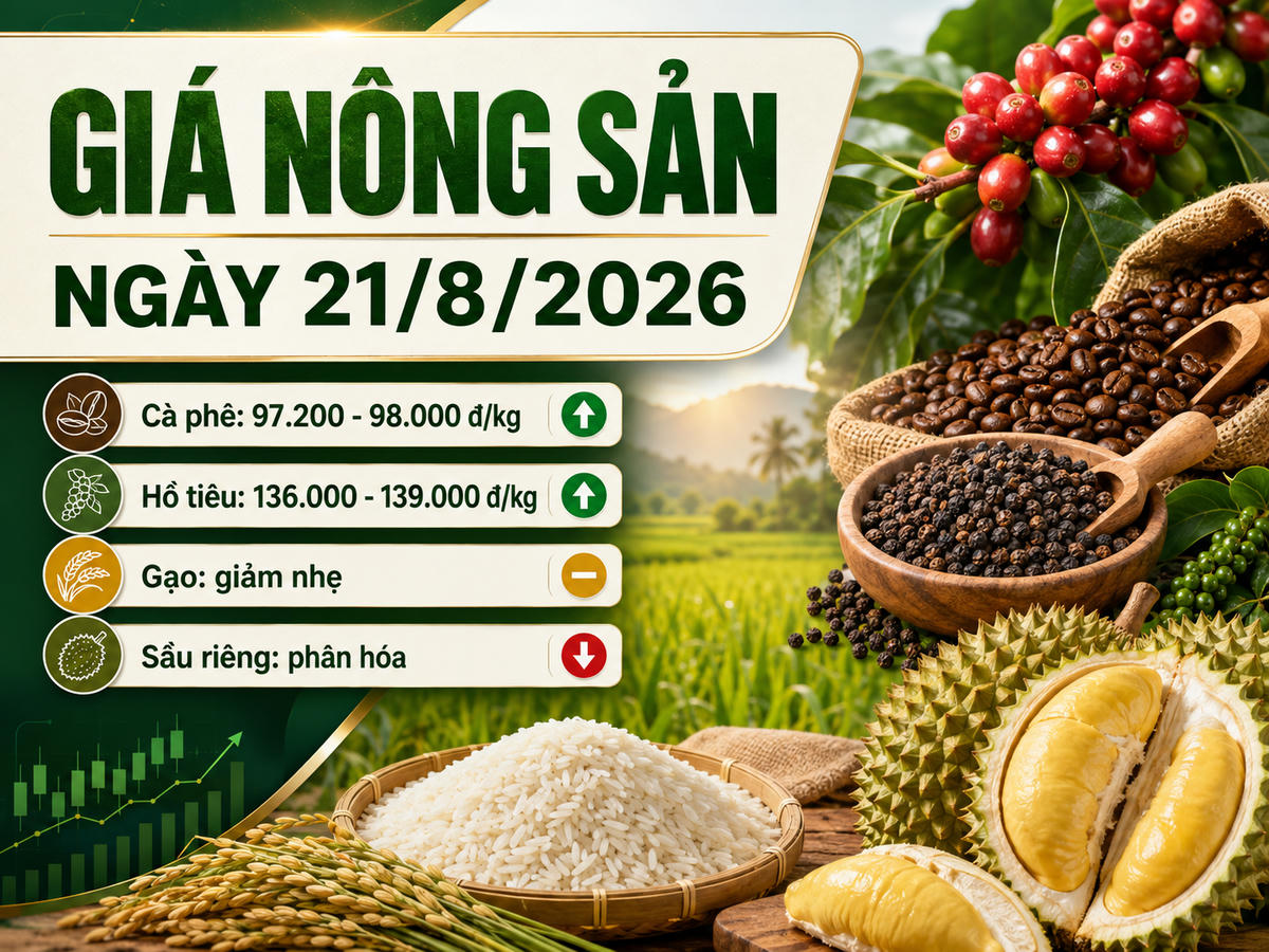 Giá cà phê trong nước sáng 21/8 đồng loạt điều chỉnh giảm tại các vùng trồng trọng điểm, đưa mặt bằng thu mua về khoảng 97.200 - 98.000 đồng/kg. 