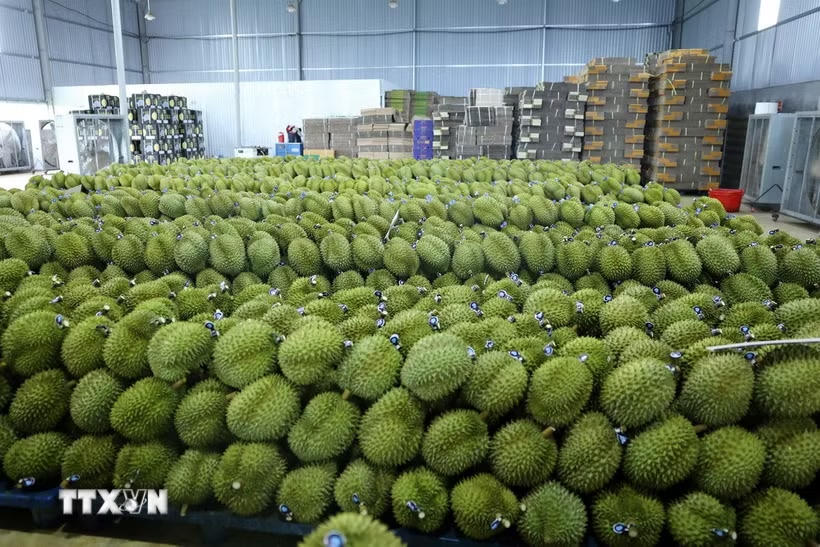 Sầu riêng Đắk Lắk được dán tem, sẵn sàng xuất khẩu. Ảnh minh họa: TTXVN