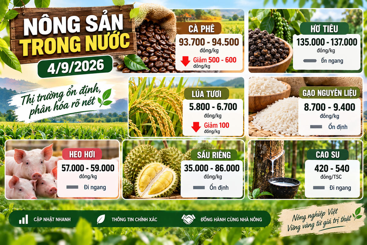 Nông sản trong nước 4/9: Cà phê mất mốc 95.000 đồng/kg, lúa tươi giảm 100 đồng