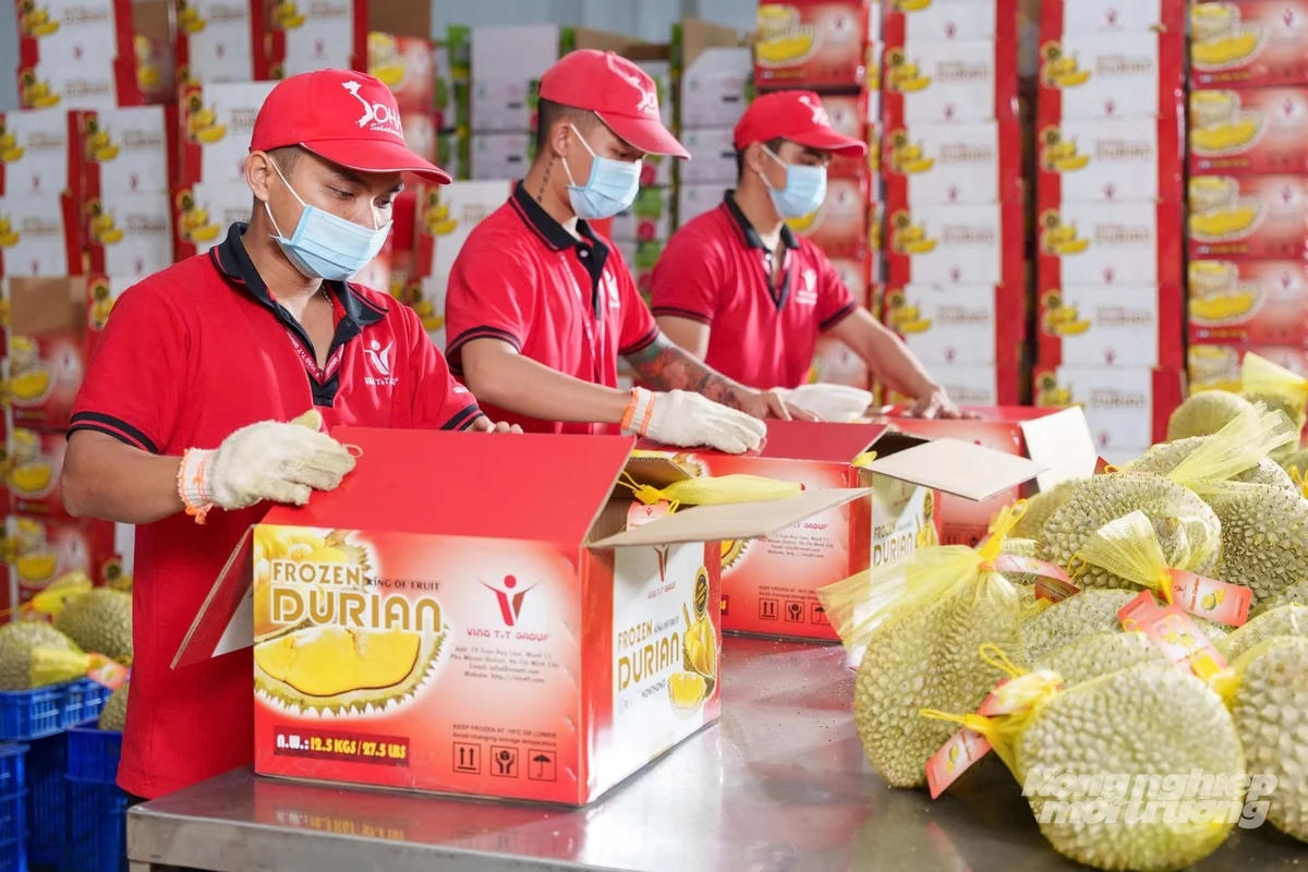 Bộ Nông nghiệp và Môi trường xác định 5 nhóm giải pháp trọng tâm nhằm đưa xuất khẩu sầu riêng năm 2026 hướng tới khoảng 4 tỷ USD. Ảnh minh họa: Nông nghiệp & Môi trường