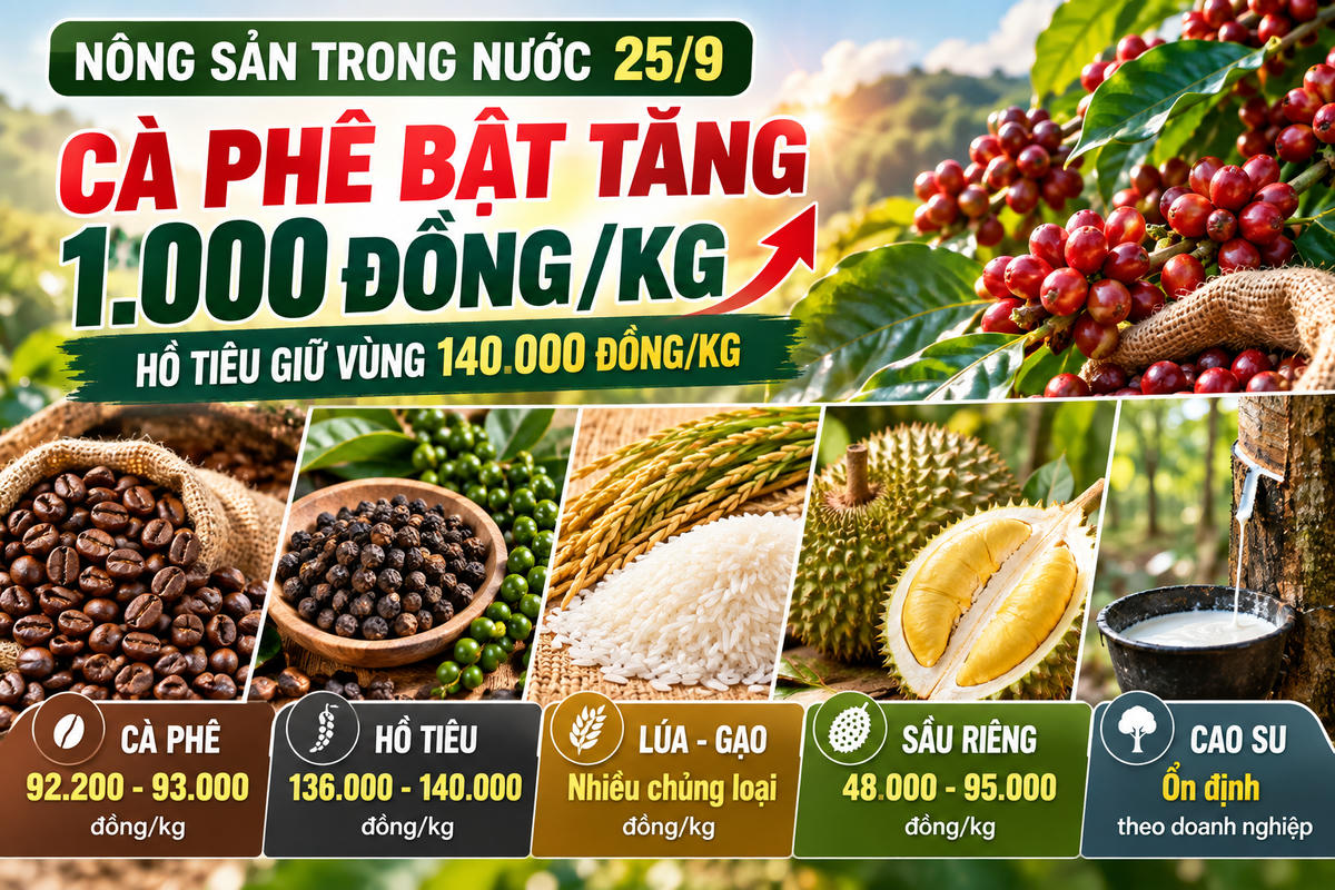 Nông sản trong nước ngày 25/9: Cà phê bật tăng 1.000 đồng/kg, hồ tiêu giữ vùng 140.000 đồng/kg. Ảnh được tạo với sự hỗ trợ của AI.