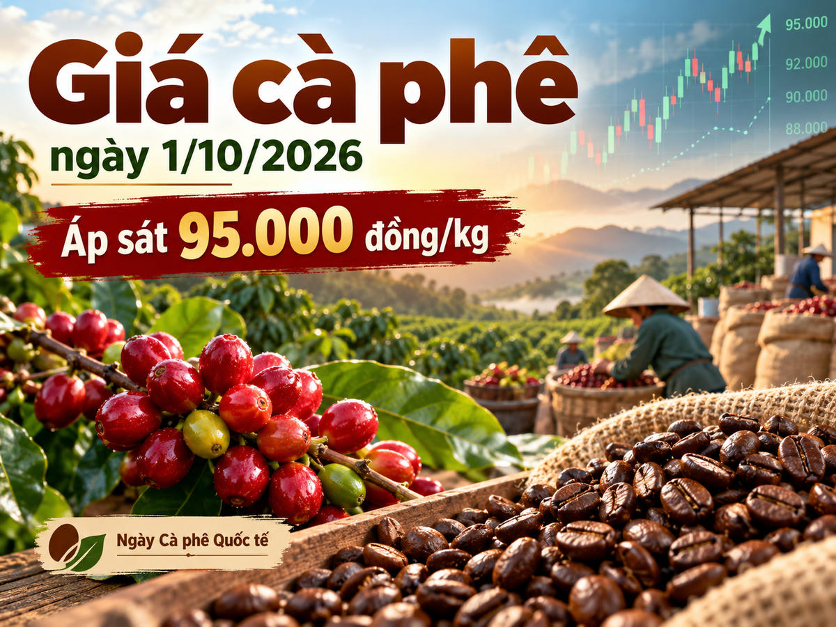 Trong Ngày Cà phê Quốc tế 1/10, giá cà phê tại Tây Nguyên tăng thêm khoảng 1.000 đồng/kg, đưa mặt bằng thu mua lên 94.000 - 94.800 đồng/kg. Ảnh minh họa được tạo với sự hỗ trợ của AI.