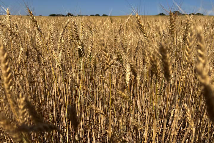 Lúa mì tại Kansas, Mỹ trước kỳ thu hoạch năm 2026. Ảnh: Reuters