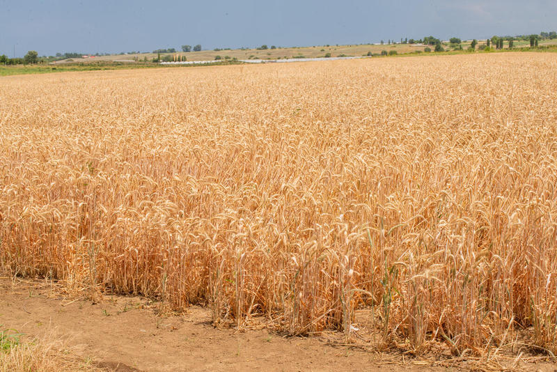 Cánh đồng lúa mì tại Azerbaijan. Ảnh: FAO/Javid Gurbanov