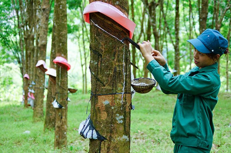 Công nhân khai thác mủ cao su tại vườn cây ở Đồng Nai cuối tháng 9/2026. Ảnh: UBND phường Đồng Phú.