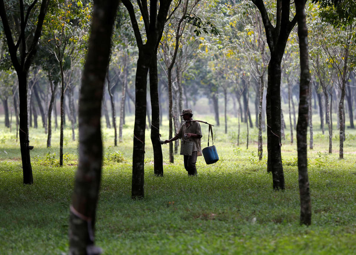 Công nhân thu gom mủ tại một đồn điền cao su gần Bogor, tỉnh Tây Java, Indonesia. Ảnh tư liệu: Darren Whiteside/Reuters.