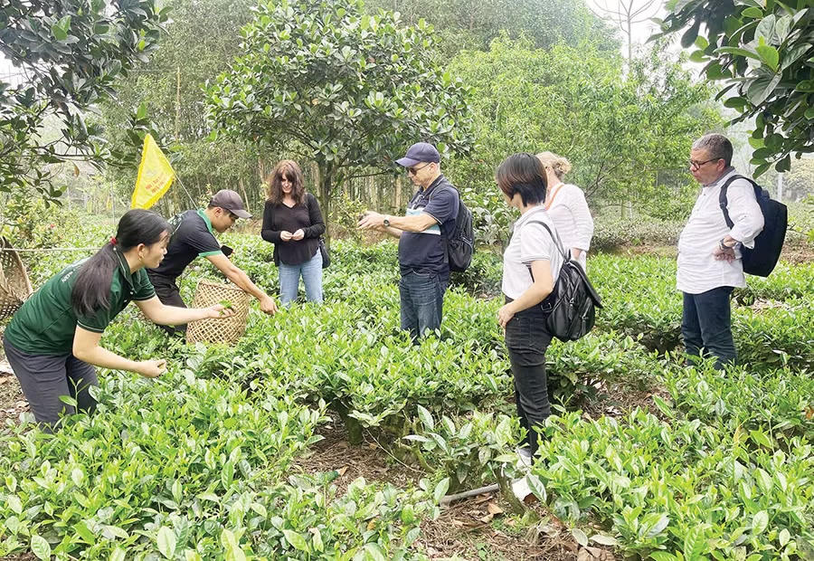 Thu hái chè, thời gian trải nghiệm lý thú của du khách người nước ngoài. Ảnh: Báo Thái Nguyên