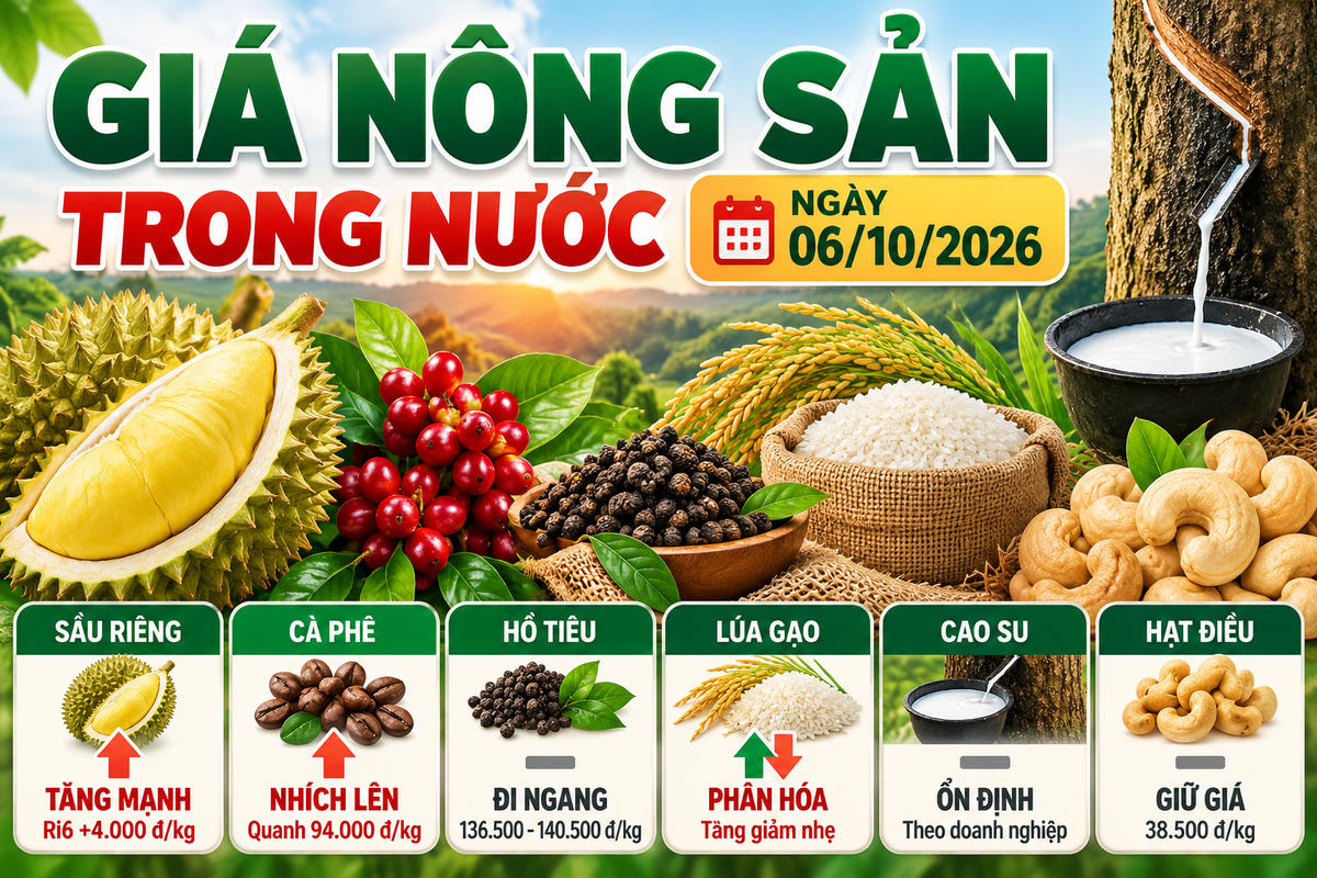 Nông sản trong nước 6/10: Ri6 tăng tới 4.000 đồng/kg, cà phê nhích tăng