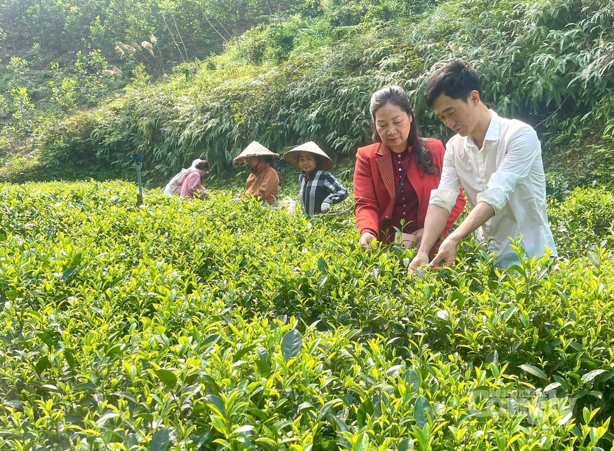 Chăm sóc cây chè tại vùng nguyên liệu, góp phần nâng cao chất lượng sản phẩm và phát triển thương hiệu trà Phú Đô.