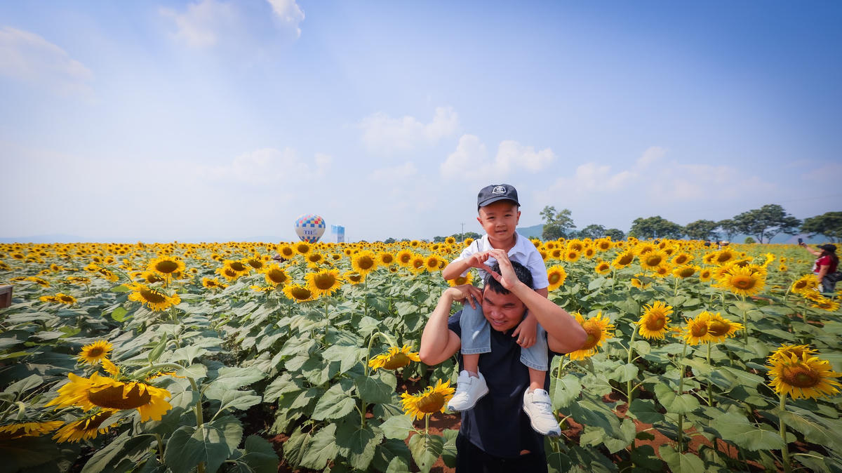 Du khách lưu lại khoảnh khắc giữa cánh đồng hướng dương tại Nghĩa Lâm, Nghệ An, tháng 10/2026. Ảnh: Nhân lực Nhân tài Việt.