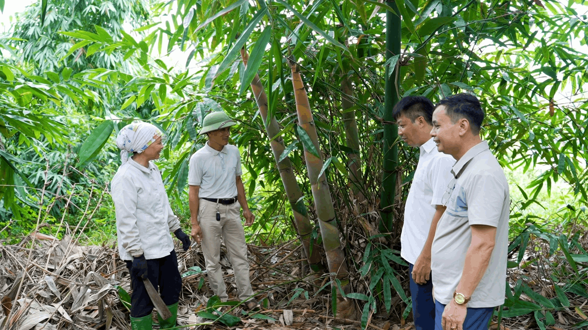Măng Bát độ không chỉ là giải pháp giảm nghèo hiệu quả mà còn vươn lên trở thành cây làm giàu chủ lực cho người dân tại xã Hưng Khánh (Lào Cai).