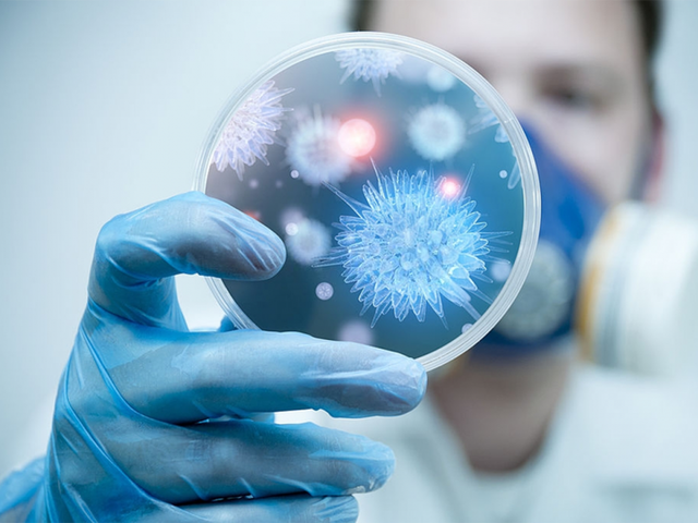 Hà Nội tăng cường giám sát, chủ động phòng, chống dịch bệnh do virus Nipah